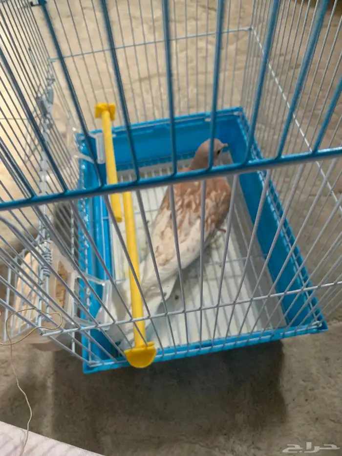 حمامة بيت 2
