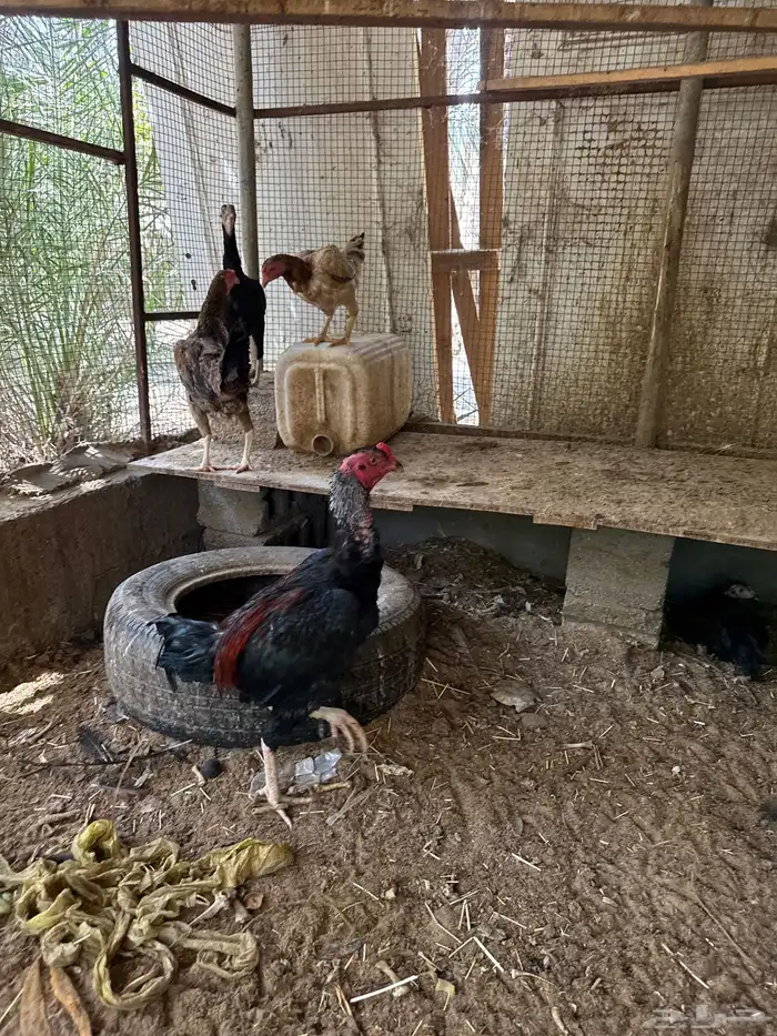 ديك ودجاج هندي 0
