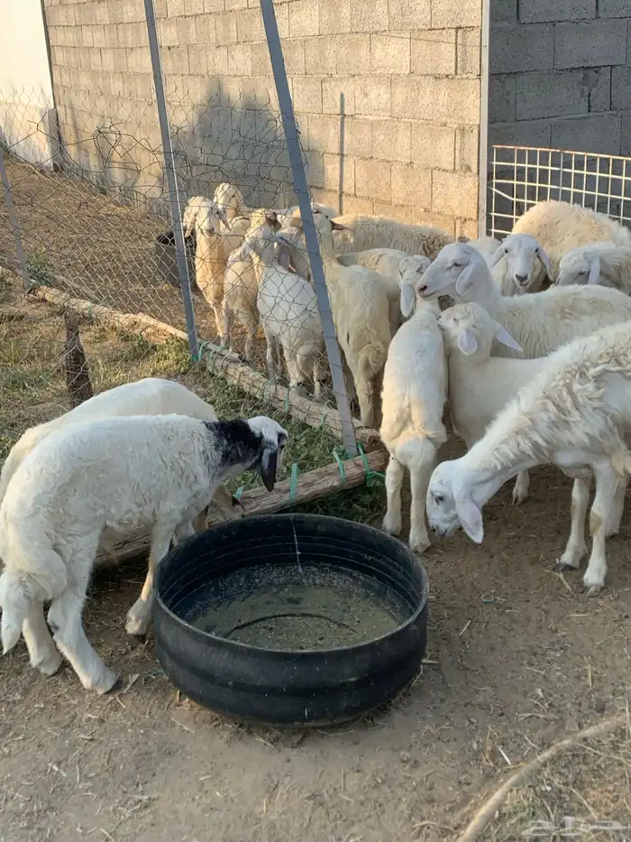 للبيع طليان ورخال عدد 16 3