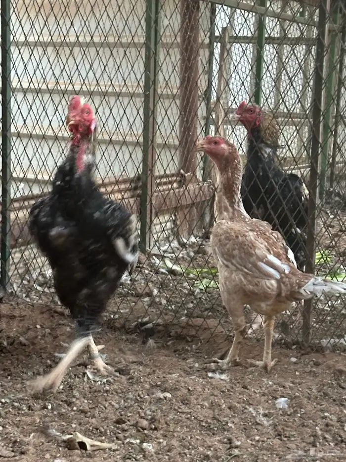 اطقم دجاج شامو - مستوى تب 0