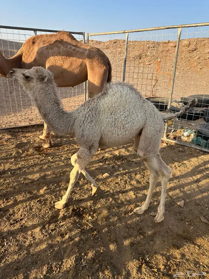 نياق للبيع. اقبل معاريض غنم 7