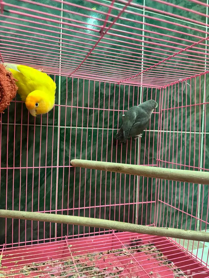 جوز روز منتج 3