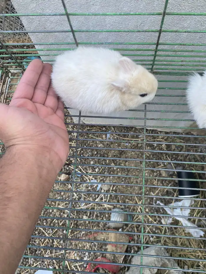 ارانب قزميه 8