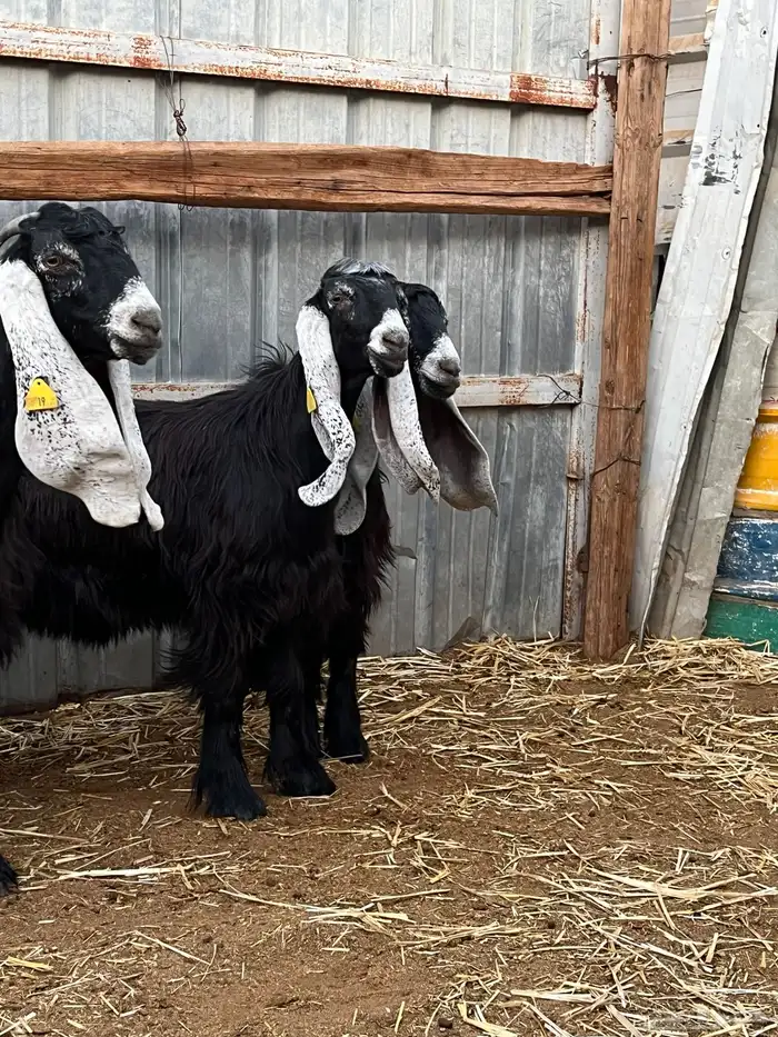 جفار عارضيات وفحل 3