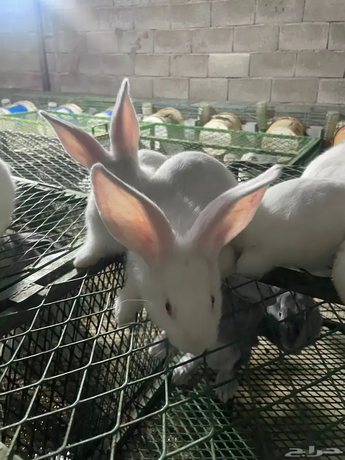 انتاج فلاندر 14