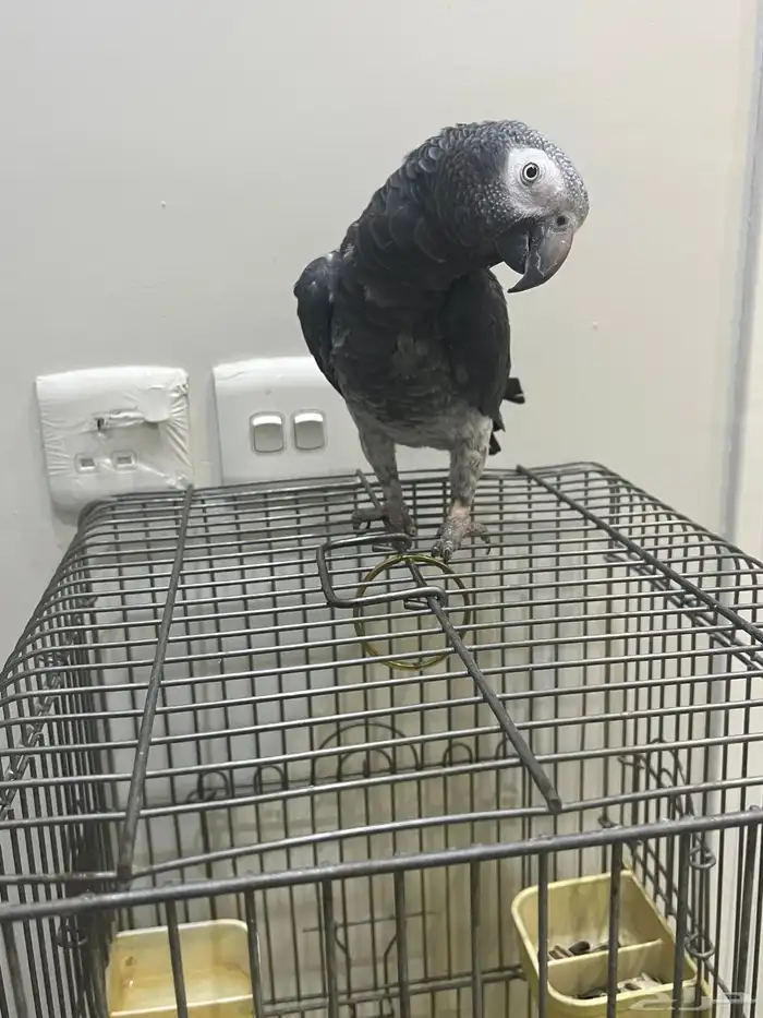 السلام عليكم 1