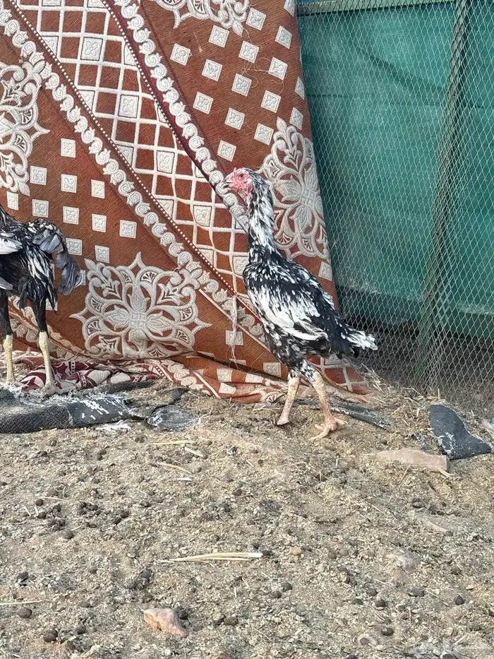 دجاج 1