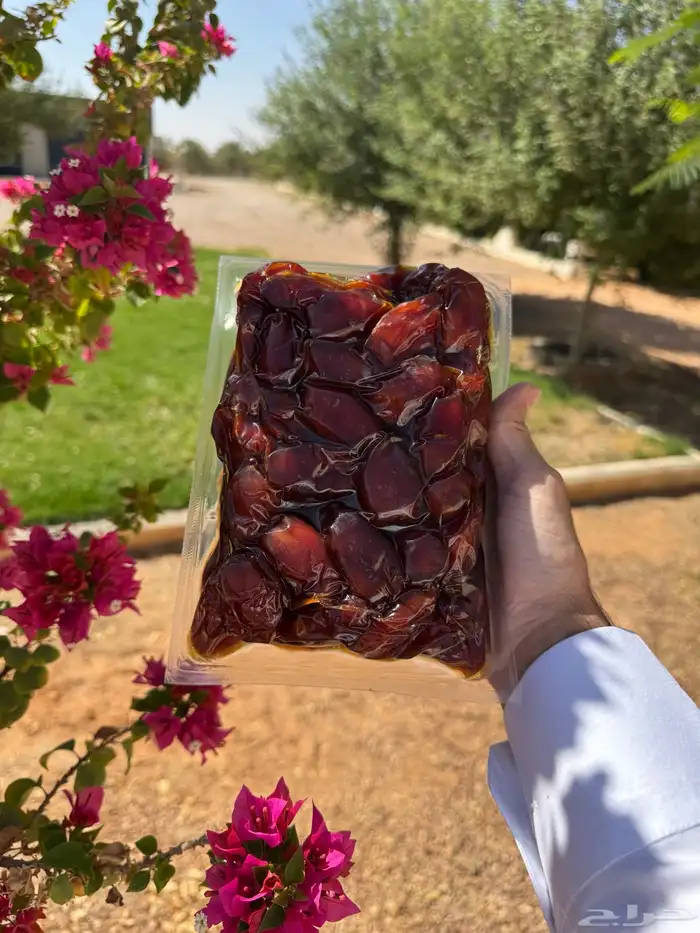 تمر خلاص أشيقر 1