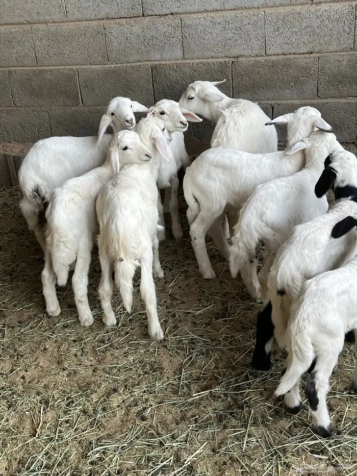 ضان ولد تم البيع 4