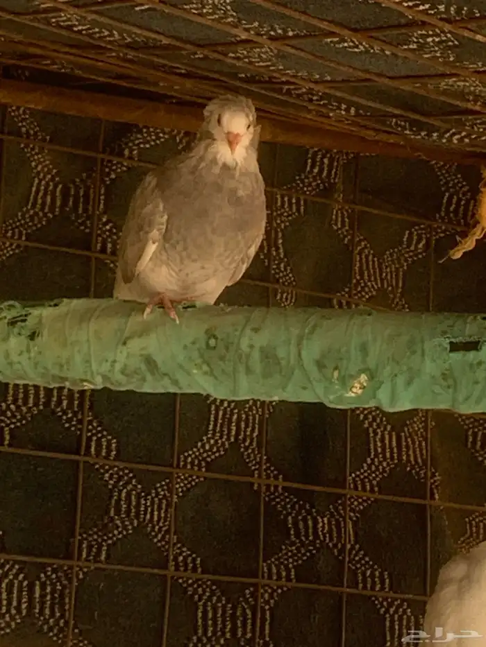 البيع حمام بلجيكي 12