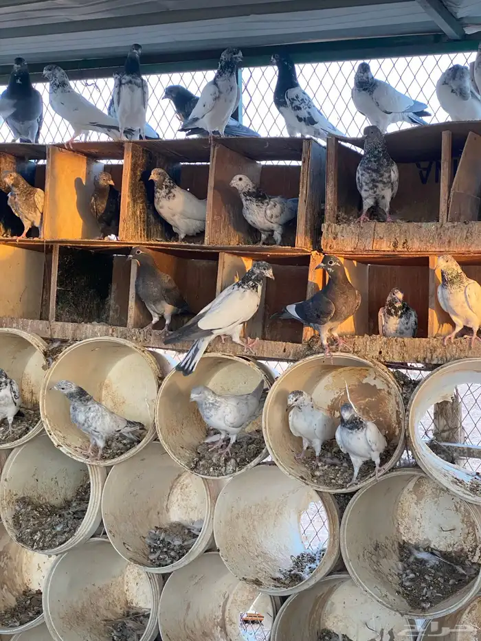 حمام باكستاني اعمار صغيره شباب 21