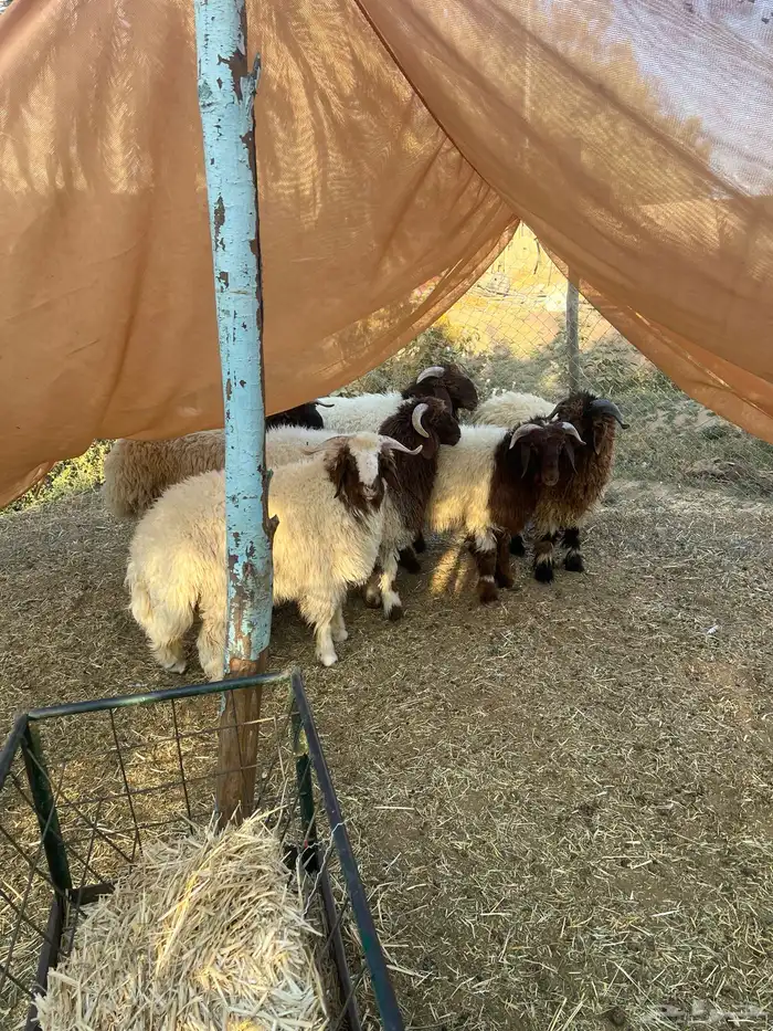 3 جذعان نعيم بلدي اعمارها 6 شهور 2