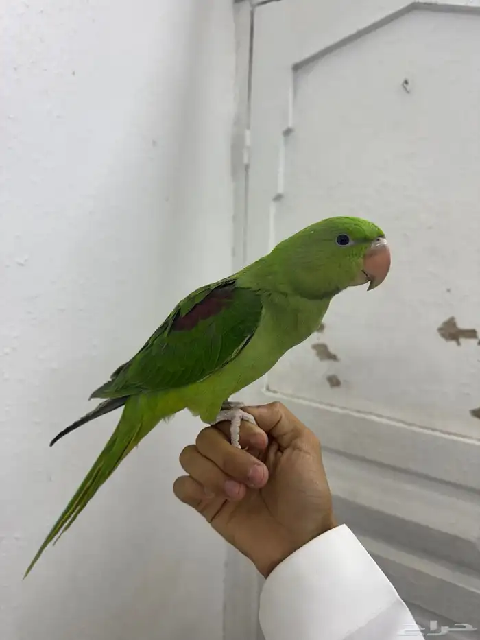 دره نيبالي 1