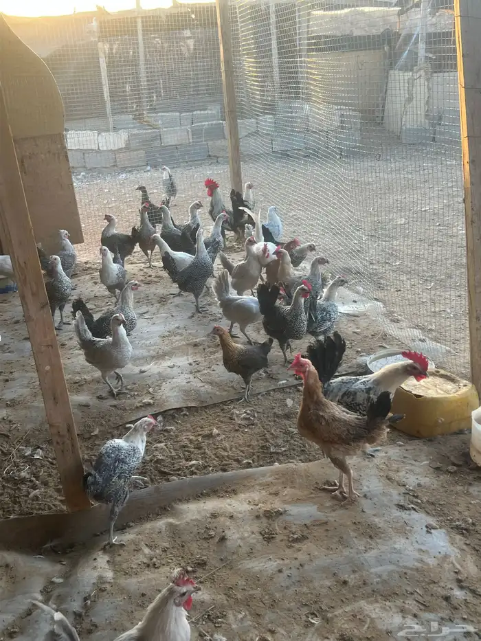دجاج بيضا للبيع 0