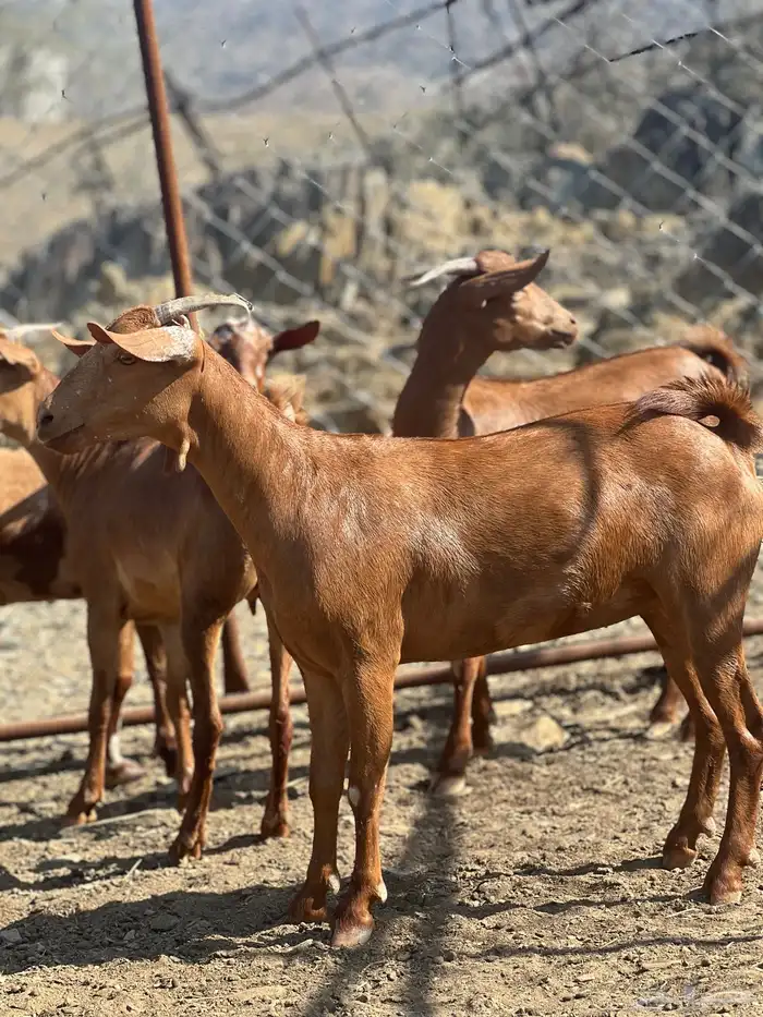 تأسيس مراح دهم الدهم 9