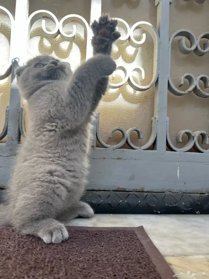scottish fold kitten 12