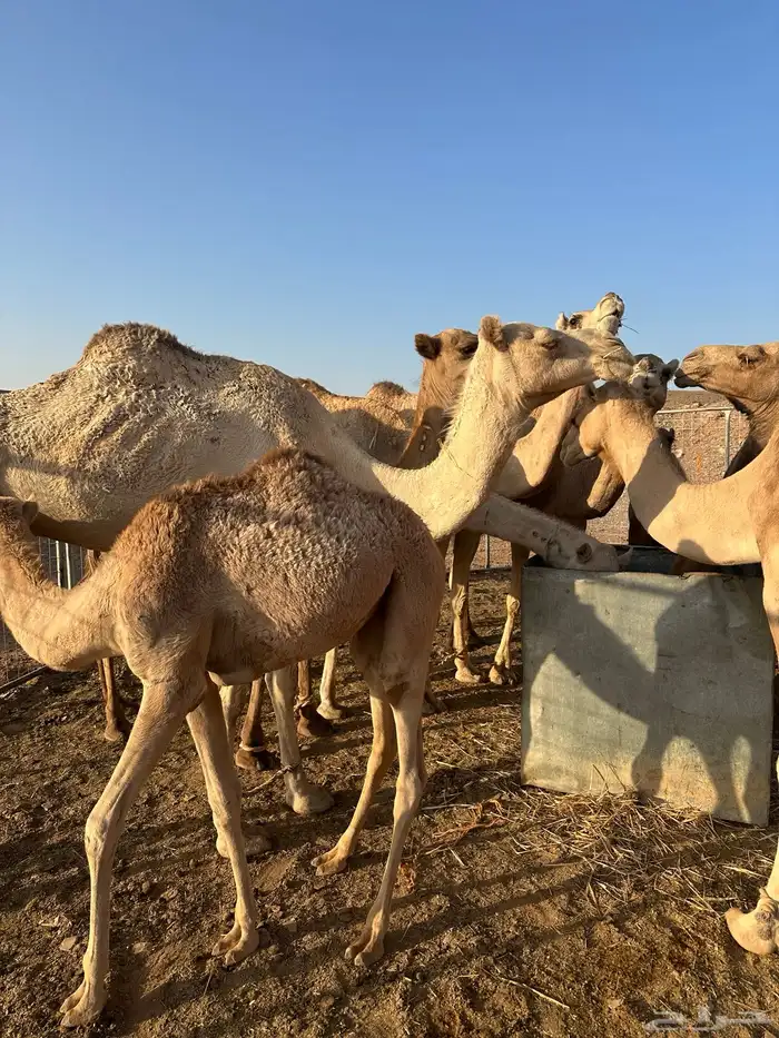 نياق للبيع. اقبل معاريض غنم 0