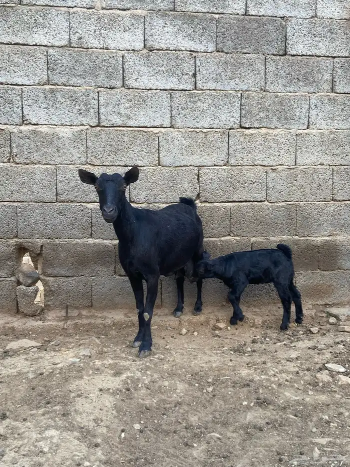 عنز وولدها للبيع 5
