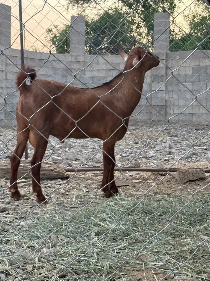 تيس ادهم مشروع فحل 2