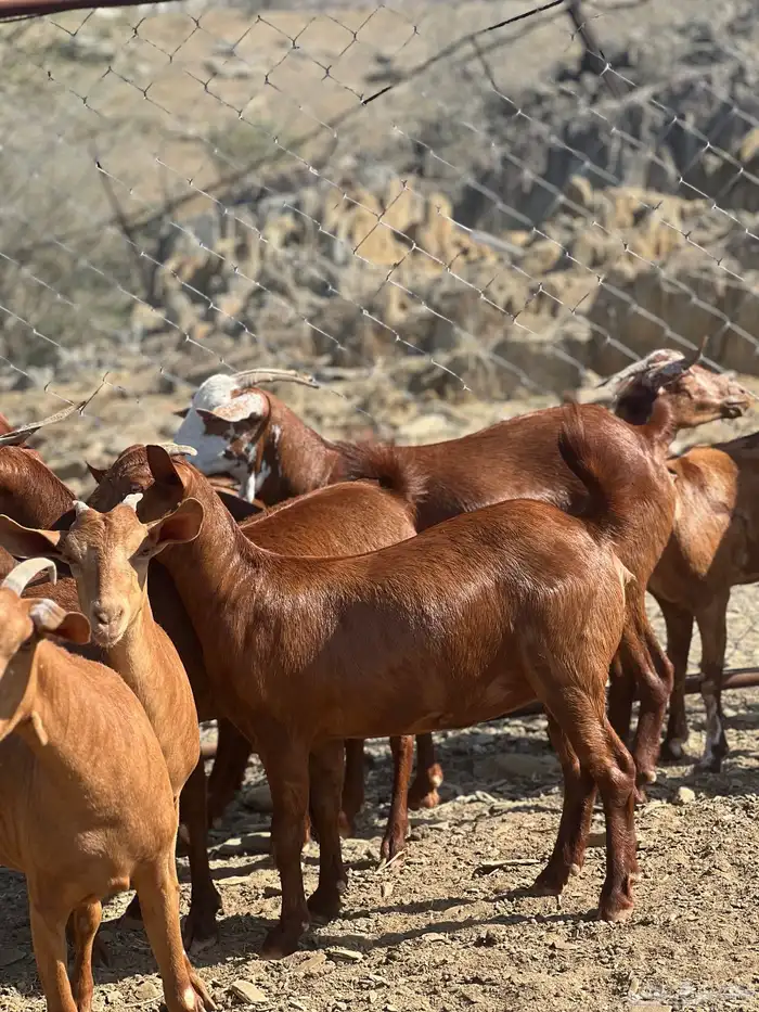 تأسيس مراح دهم الدهم 2