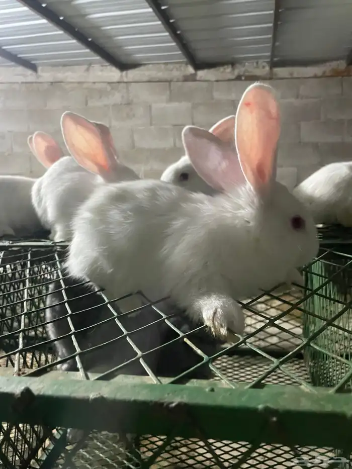 انتاج فلاندر 15