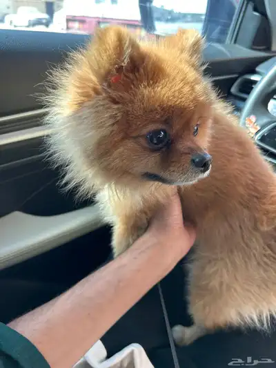 كلب مستورد من اكرونيا العمر سنتين index