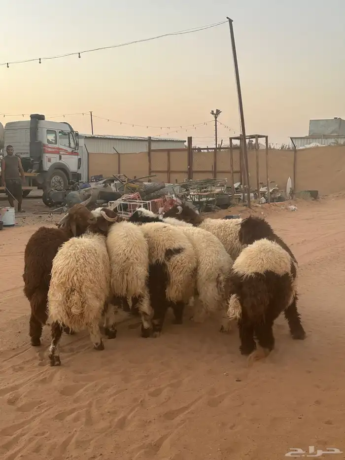 نعيمي ذبايح 4