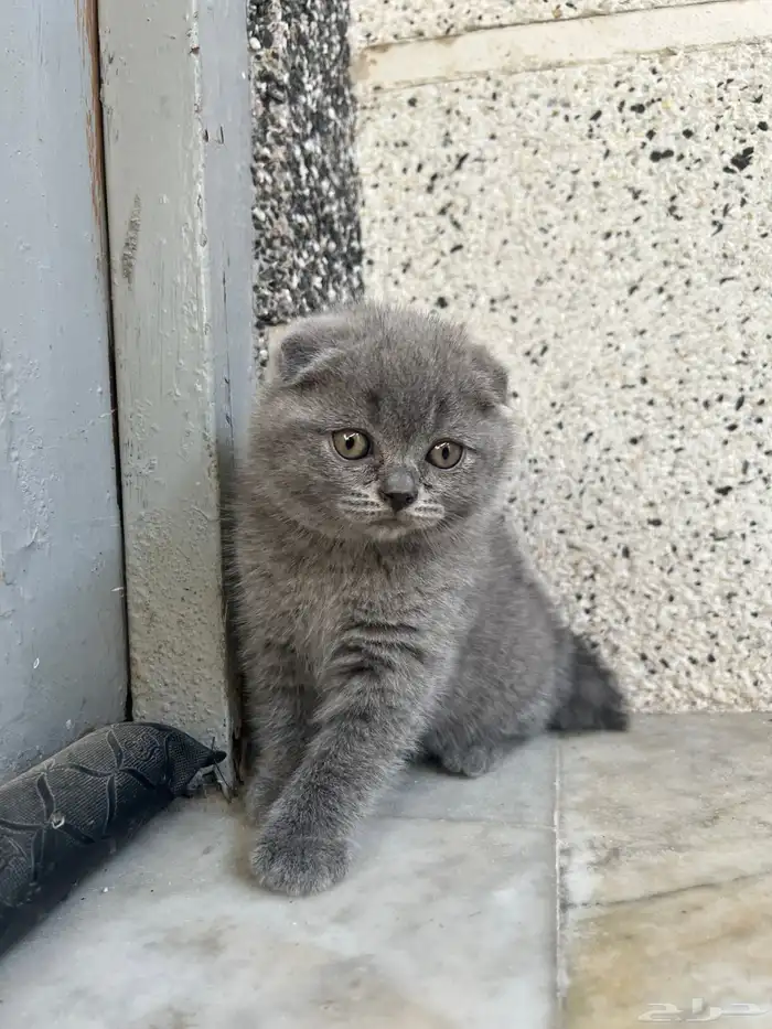 scottish fold kitten 0