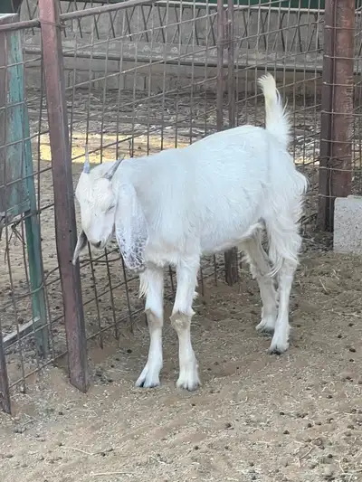 جفرة عمرها فوق الخمس شهور 0