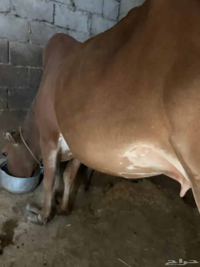 بقره للبيع 0