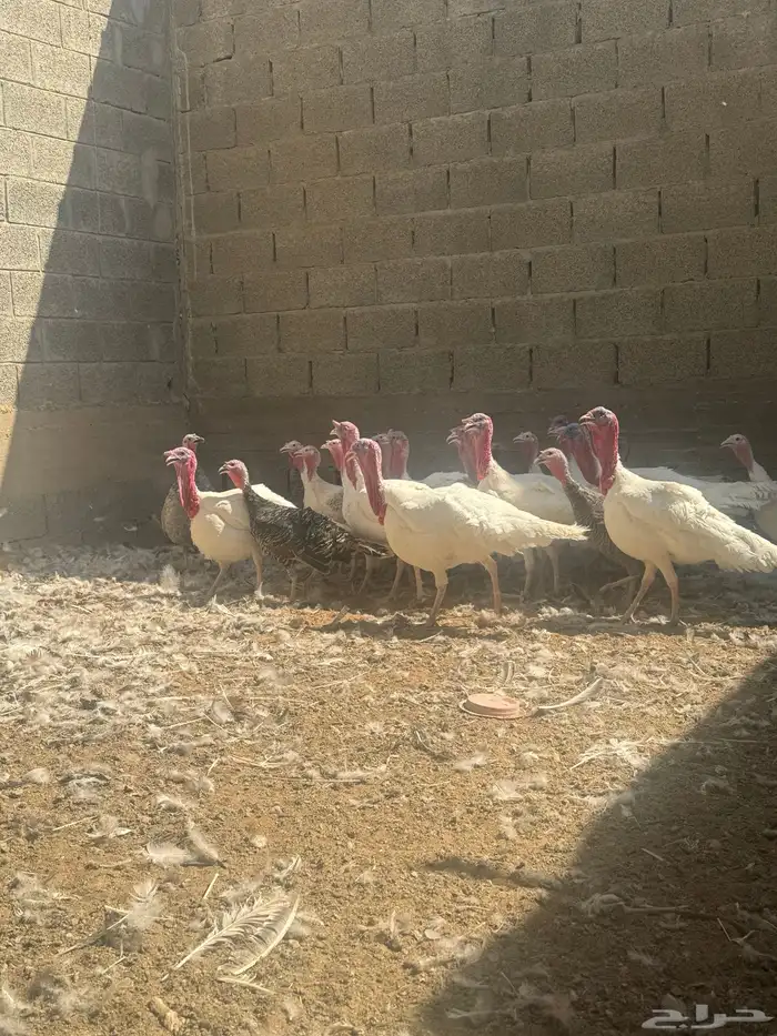 دجاج رومي العدد 25 0