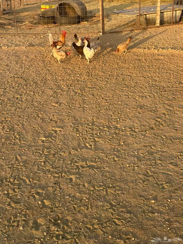 دجاج للبيع 2