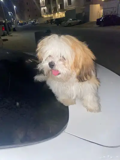 شيه تزو  ( index