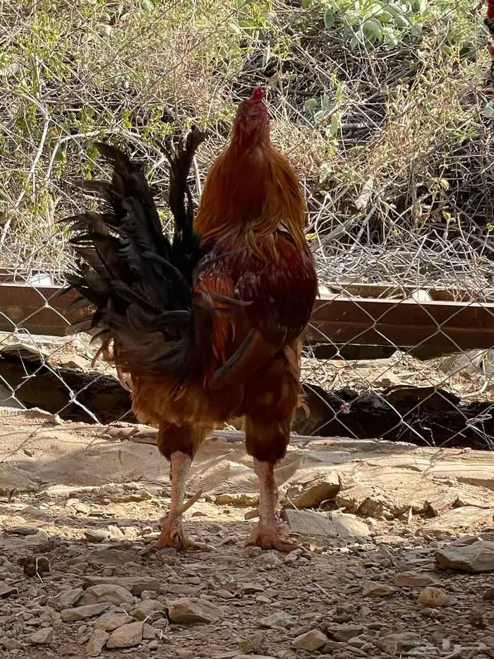 ديك ودجاجه للبيع 2
