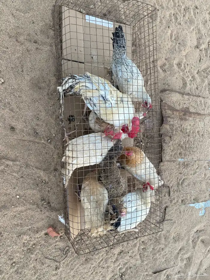 دجاج فيومي 0