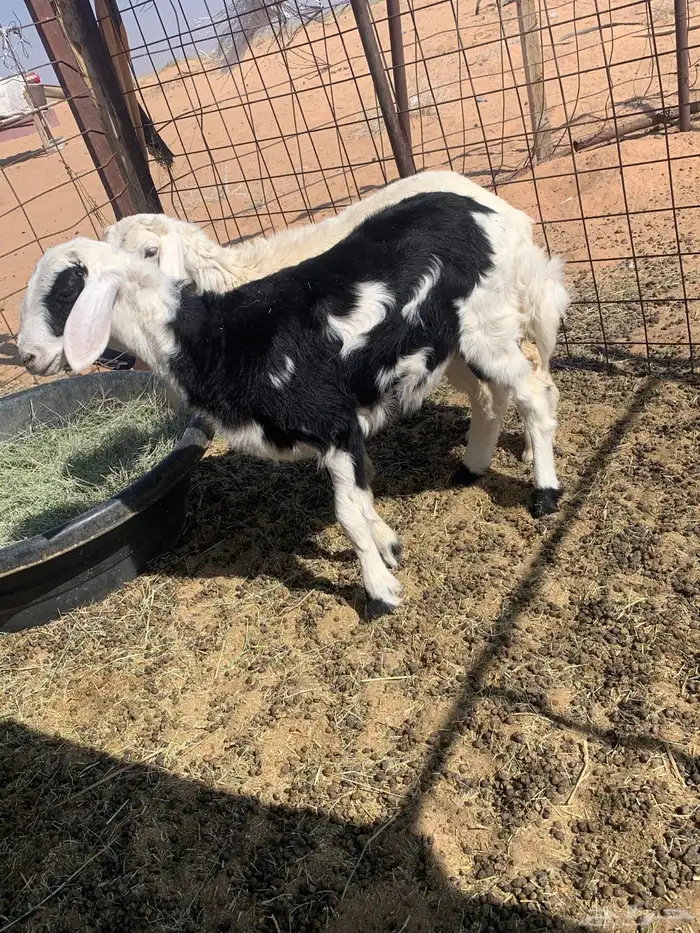 رخل مقفله شحم 1