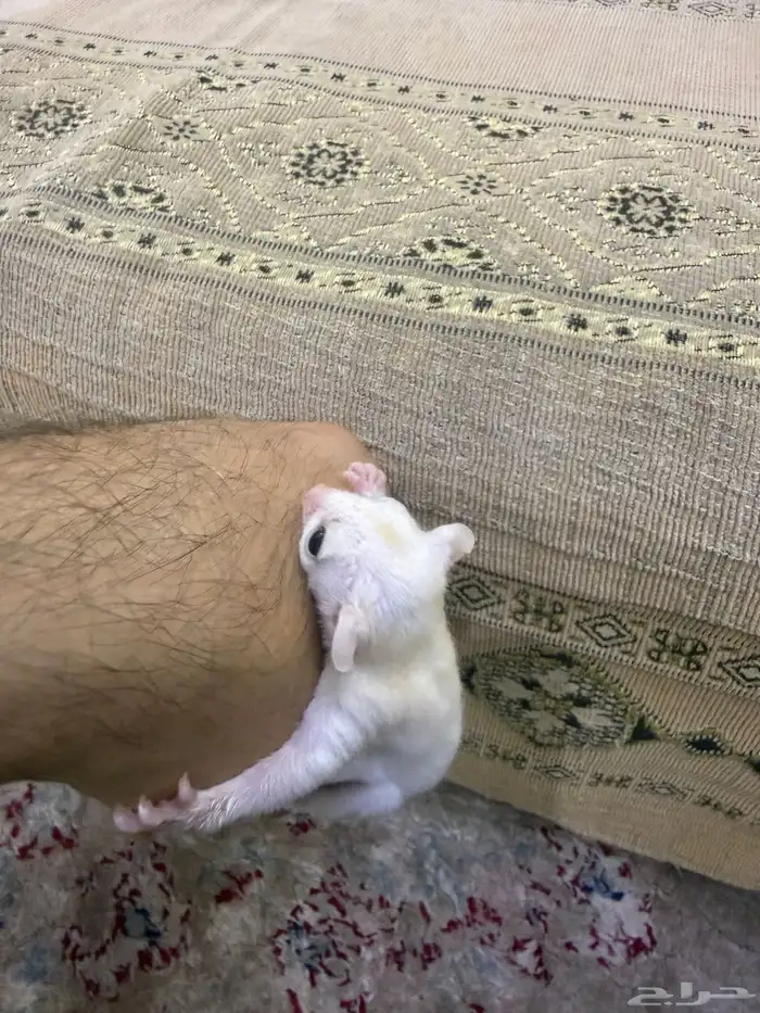 سنجاب شوقر قلايدر او الطائر 3