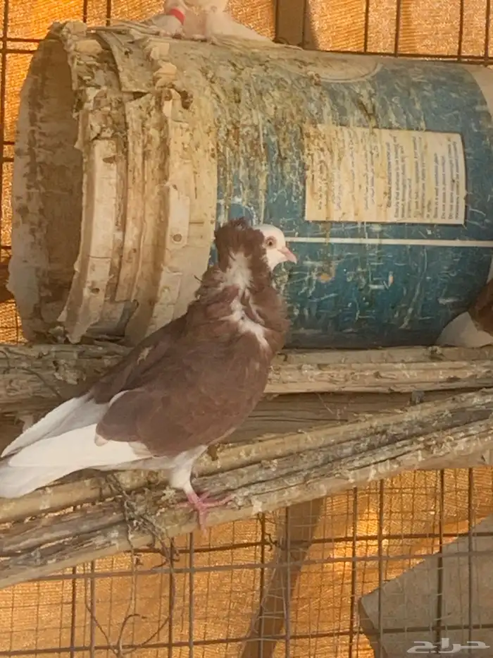 البيع حمام بلجيكي 13