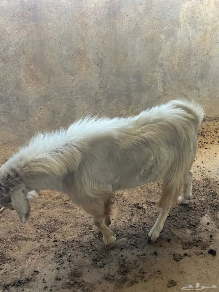 تيس فحل مشروط 0