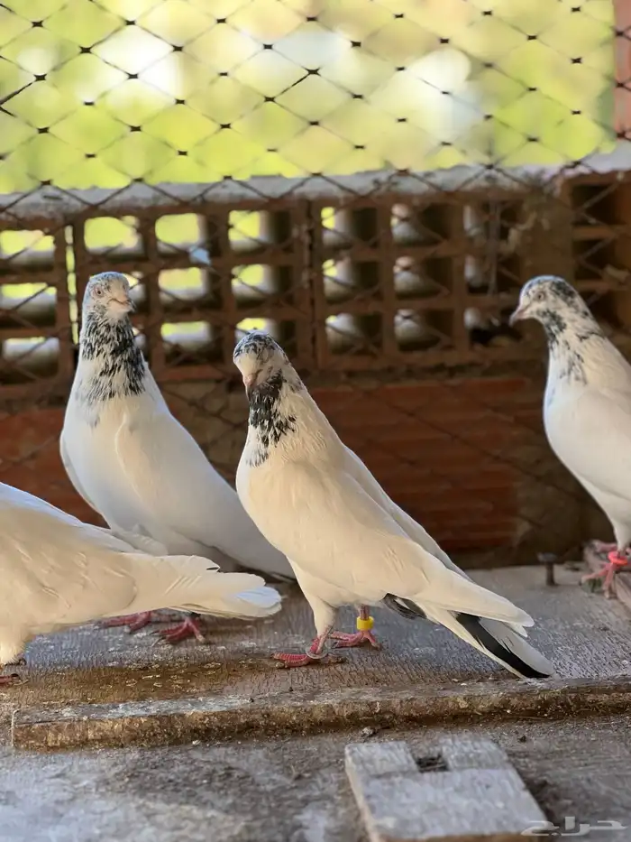 حمام بكستاني جناسر فواخر 6