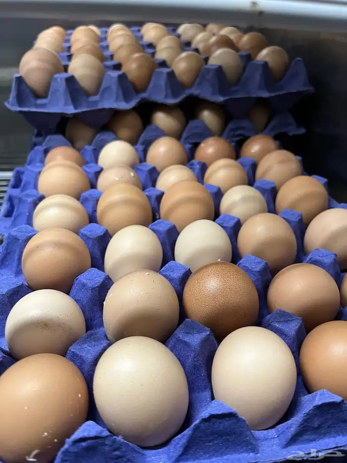 بيض للإكل فقط EGGS 0