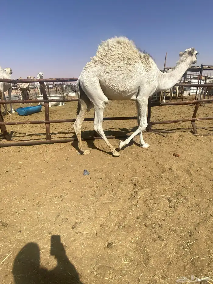 قعود على حليب امه 0