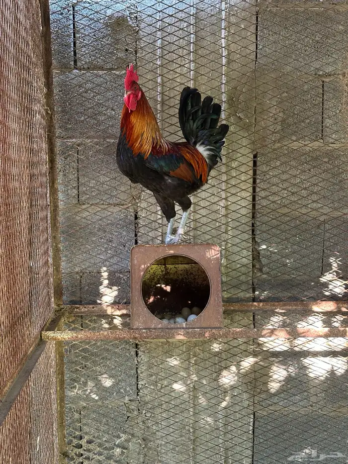 ديك ودجاجه بلدي اصيل 1