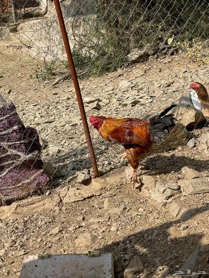 ديك ودجاجه للبيع 6