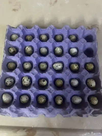 بيض سمان بلدي 0