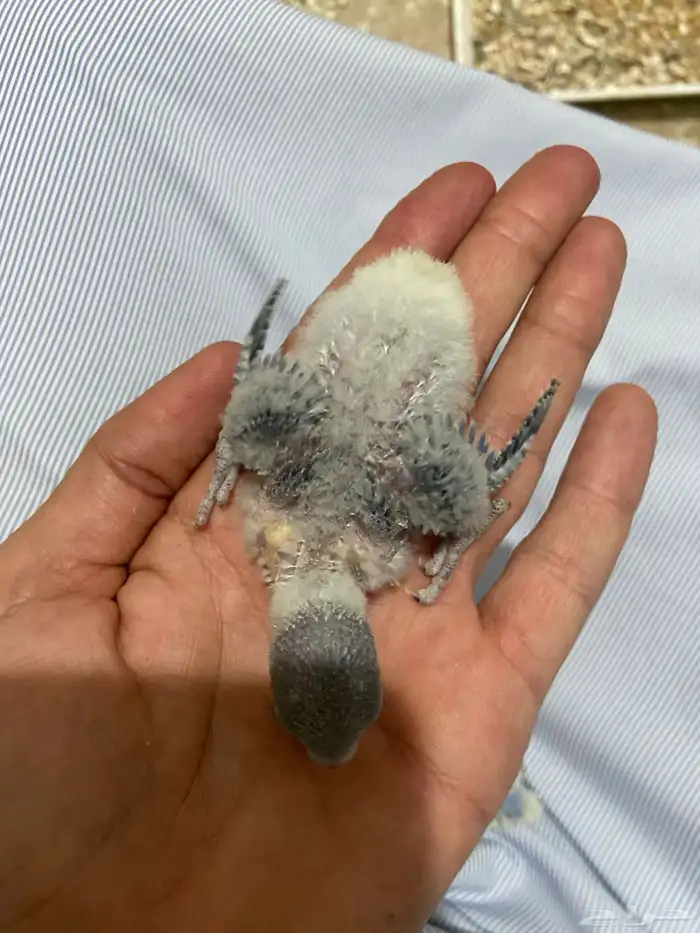 فروخ روز   16 يوم تقريبا 0