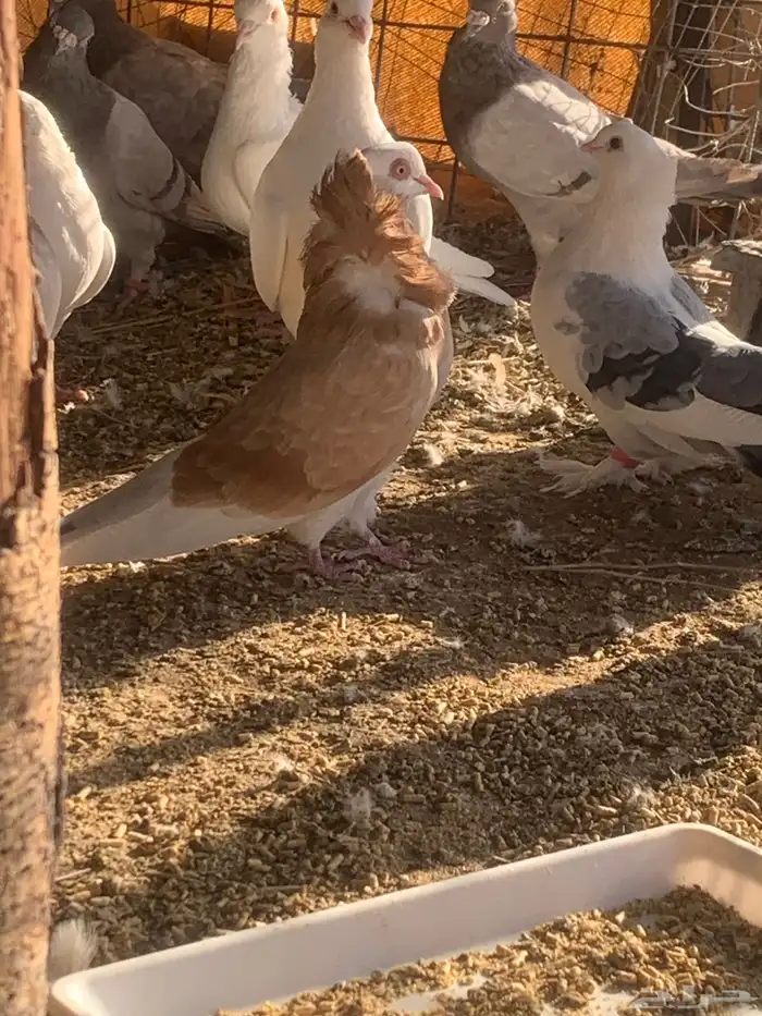 البيع حمام بلجيكي 17