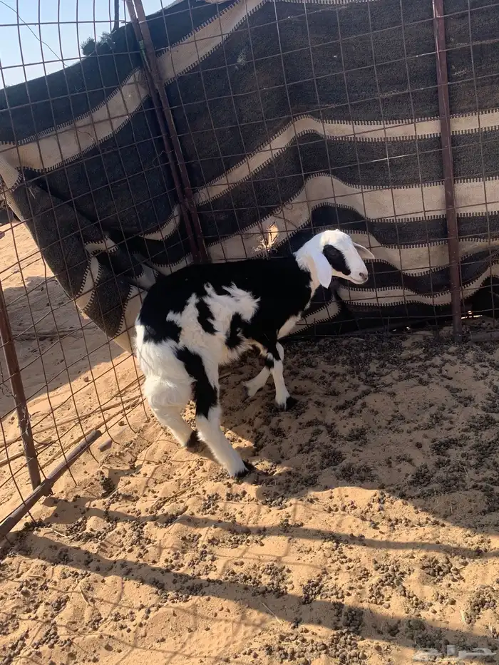 رخل مقفله شحم 2