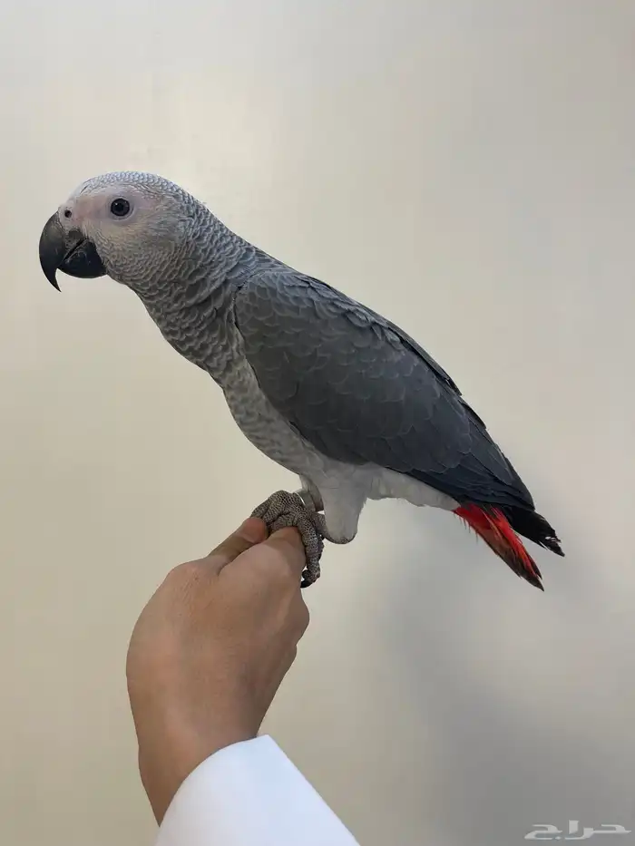 فرخ كاسكو اليف هدد 2