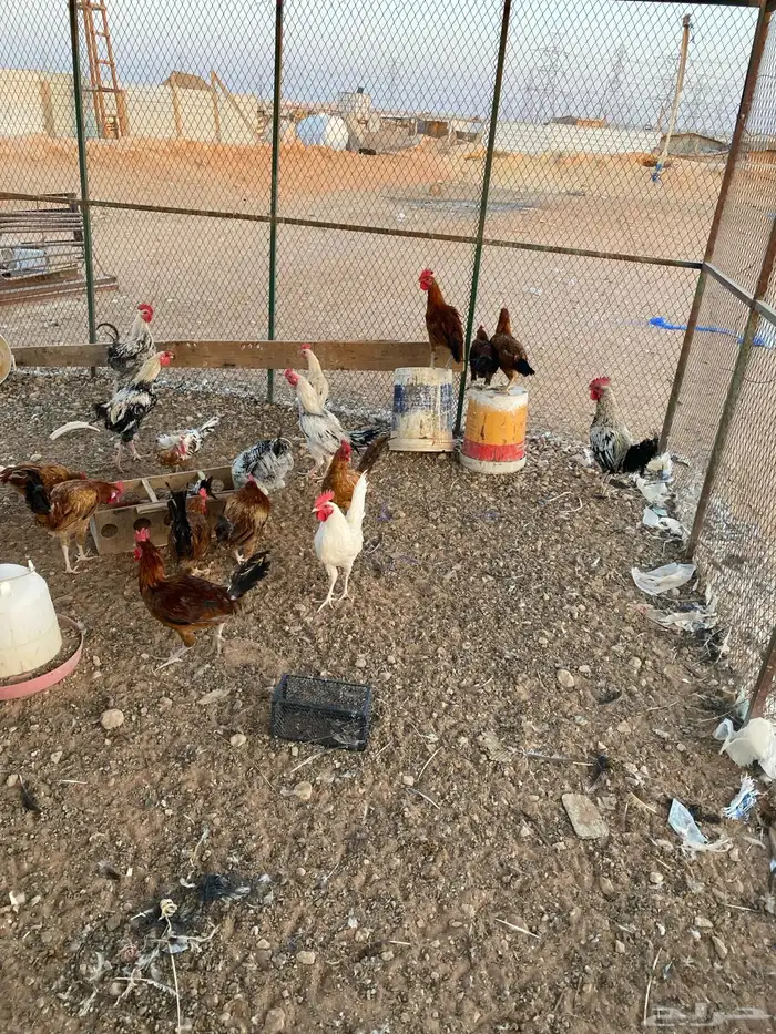 ديوك بلدي 15